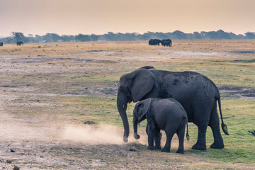 Botswana. Chobe National Park. Mother and baby elephants (Loxodonta africana) kicking up dust.