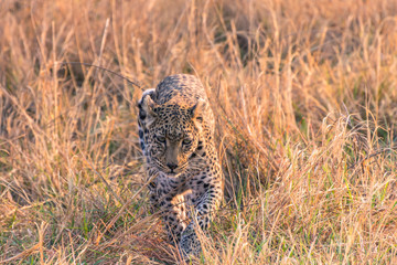 Botswana. Okavango Delta. Khwai Concession. Female leopard (Panthera pardus) in the tall grass.