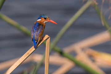 Malachite Kingfisher, (Alcedo cristat), perched on papyrus reed, Chobe River, Botswana, Africa.