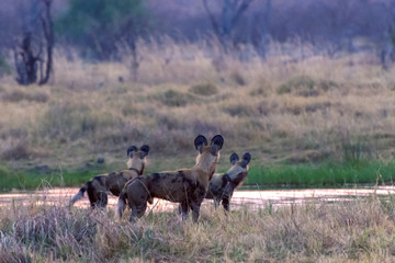 Botswana. Okavango Delta. Khwai Concession. Pack of African wild dogs (Lycaon pictus) looking out for prey.