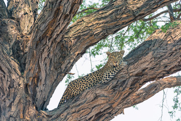 Fototapeta na wymiar Botswana. Okavango Delta. Khwai Concession. Female leopard (Panthera pardus) resting high in an acacia tree.
