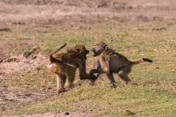 Young baboons (papio cynocephalus) play along banks of Chobe River, Botswana, Africa.