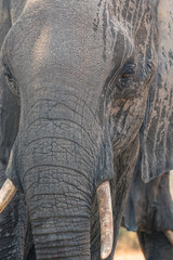Botswana. Chobe National Park. Elephant (Loxodonta africana) with mud streaks down her face.