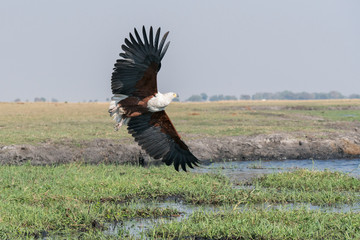African Fish eagle (Haliaeetus vocifer) in flight over the marshland along the Chobe River, Botswana, Africa.