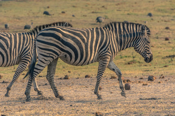 Fototapeta na wymiar Botswana. Chobe National Park. Burchell's zebra (Equus quagga burchellii)