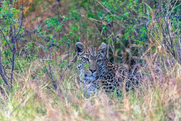 Naklejka na ściany i meble Botswana. Okavango Delta. Khwai Concession. Leopard (Panthera pardus) camouflaged in tall grass.