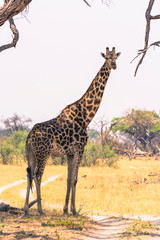 Botswana. Okavango Delta. Khwai Concession. Giraffe (Giraffa camelopardalis angolensis).