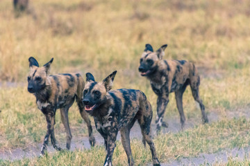 Naklejka na ściany i meble Botswana. Okavango Delta. Khwai Concession. Pack of African wild dogs (Lycaon pictus) hunting.