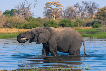 Botswana. Okavango Delta. Khwai Concession. Elephant (Loxodonta africana) drinking.