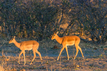 Botswana. Okavango Delta. Khwai Concession. Impala (Aepyceros melampus) at dawn.