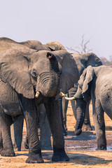 Fototapeta na wymiar Botswana. Chobe National Park. Savuti. Elephant (Loxodonta africana) smelling the air with her trunk