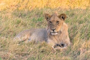 Botswana. Chobe National Park. Savuti. Juvenile male lion (Panthera leo).
