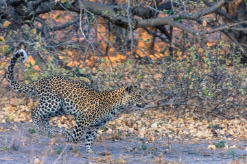Botswana. Okavango Delta. Khwai Concession. Female leopard (Panthera pardus) at a full run.