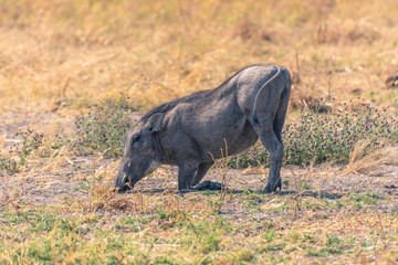 Botswana. Chobe National Park. Savuti. Common warthog (Phacochoerus africanus) grazing.