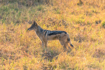 Naklejka na ściany i meble Botswana. Chobe National Park. Savuti. Black-backed jackal (Canis mesomelas) watching lions eat.