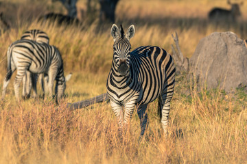 Fototapeta na wymiar Botswana. Okavango Delta. Khwai Concession. Burchell's zebra (Equus quagga burchellii).