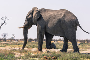 Botswana. Chobe National Park. Savuti. Elephant (Loxodonta africana) walking towards a water hole.