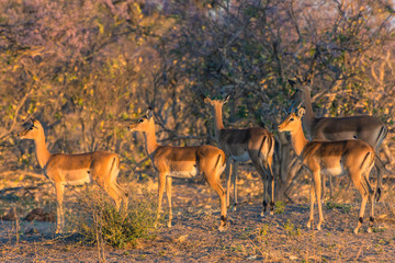 Botswana. Okavango Delta. Khwai Concession. Impala (Aepyceros melampus) herd at dawn.