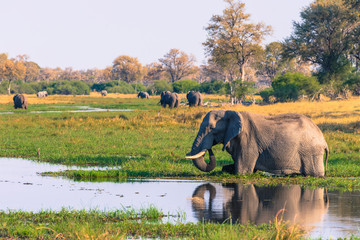 Botswana. Okavango Delta. Khwai Concession. Elephant (Loxodonta africana) drinking.