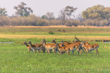 Botswana. Okavango Delta. Khwai Concession. Red lechwe (Kobus leche) herd.