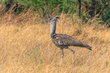 Botswana. Chobe National Park. Savuti. Kori bustard (Ardeotis kori)