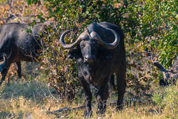 Botswana. Okavango Delta. Khwai Concession. Cape buffalo (Syncerus caffer) with an Oxpecker on his head.