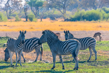 Botswana. Okavango Delta. Khwai Concession. Burchell's zebra (Equus quagga burchellii).