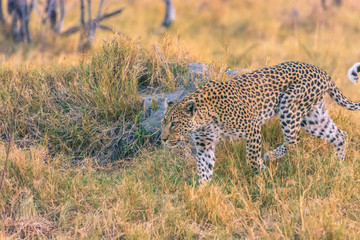 Botswana. Okavango Delta. Khwai Concession. Leopard (Panthera pardus) starts to hunt.