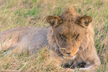 Botswana. Chobe National Park. Savuti. Juvenile male lion (Panthera leo) with his eyes closed.