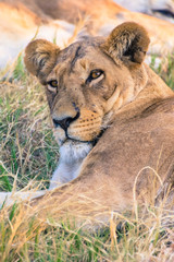 Botswana. Chobe National Park. Savuti. Female lion (Panthera leo).