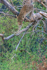 Botswana. Okavango Delta. Khwai Concession. Leopard (Panthera pardus) jumps down from a tree.