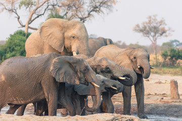 Botswana. Chobe National Park. Savuti. Harvey's Pan. Elephants drinking at a water hole.