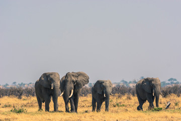 Botswana. Chobe National Park. Savuti. Elephants walking towards a waterhole.