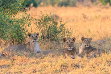 Botswana. Chobe National Park. Savuti. Pride of lions (Panthera leo) resting in the shade.