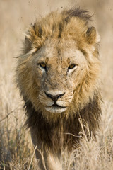Fototapeta na wymiar Okavango Delta, Botswana. Close-up of a male lion approaching head on.