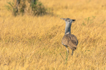 Botswana. Chobe National Park. Savuti. Kori bustard (Ardeotis kori)