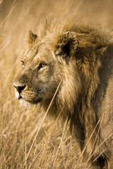 Okavango Delta, Botswana. Close-up of a male lion. Profile.