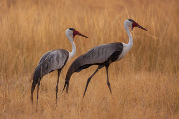 Obraz na płótnie Canvas Shinde Camp, Okavango Delta, Botswana, Africa. A pair of Wattled Cranes walk in golden grass.