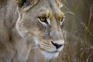 Okavango Delta, Botswana. Close-up of a female lion.