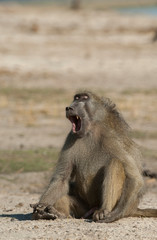 Botswana, Africa. Chacma Baboon yawning.