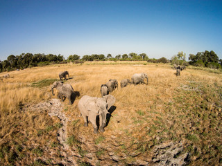 Africa, Botswana, Moremi Game Reserve, Aerial view of Elephant herd (Loxodonta Africana) walking upon open plains in Okavango Delta in Kalahari Desert