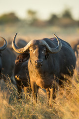 Africa, Botswana, Moremi Game Reserve, Cape Buffalo (Syncerus caffer) standing in tall grass near Xakanaxa Camp in Okavango Delta at sunset