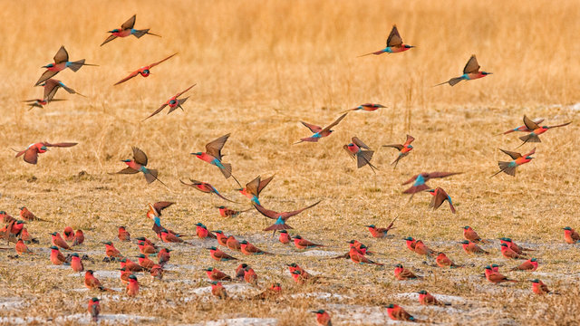 Okavango Delta, Shinde Camp, Botswana, Africa. Little Bee-Eaters.