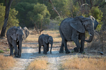 Elephant family, mother, juvenile and baby, walking on path