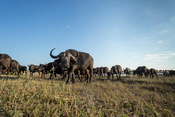 Obraz premium Africa, Botswana, Chobe National Park, Herd of Cape Buffalo (Syncerus caffer) feeding on grass along banks of Chobe River