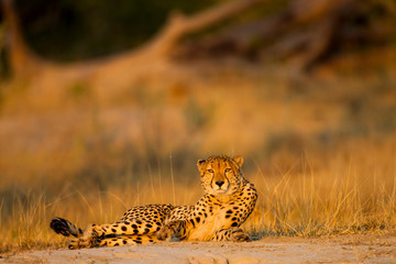 Africa, Botswana, Moremi Game Reserve, Cheetah (Acinonyx Jubatus) rises from resting spot on low rise near Xakanaxa Camp at dawn