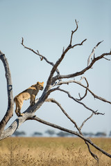 Africa, Botswana, Chobe National Park, Lioness(Panthera Leo) climbing branches of toppled dead...