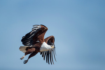 Africa, Botswana, Chobe National Park, African Fish Eagle (Haliaeetus vocifer) flaps wings while taking flight above Savuti Marsh