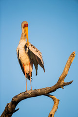 Africa, Botswana, Moremi Game Reserve, Yellow Billed Stork (Mycteria ibis) roosting at dawn on branch of dead tree