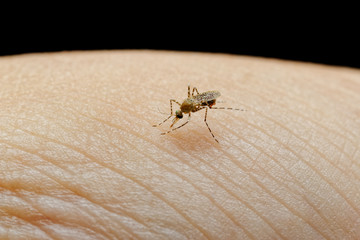 Mosquito suck blood on human